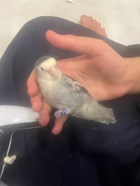Tortilla The Bird