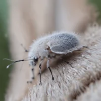 Fluffy bug