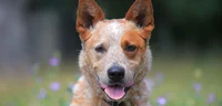 Red Heeler