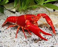 Your pet lobster