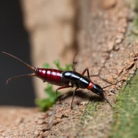 Crawling earwig 