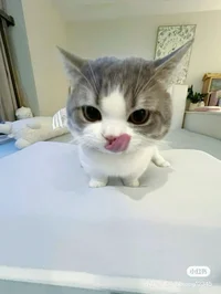puni