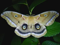 The Cosmic Moth