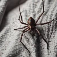 Tricky bed spider 