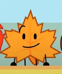 Maple Leaf Côte