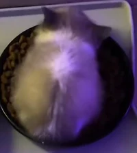 Wiwiwiwiwi cat