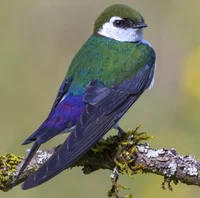 Violet green swallow