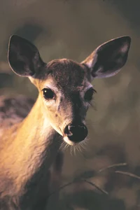 Doe