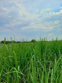 Tall grass