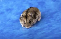 Tiernita Hamster
