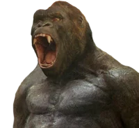 Kong