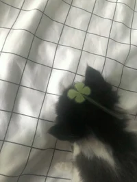 Zee