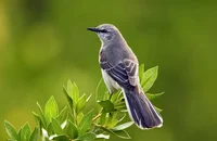 Mockingbird 