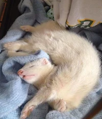 Pet ferret