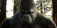 Bara Gorilla Grodd