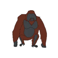 Maurice Orangutan
