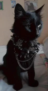 -warr1or catz-