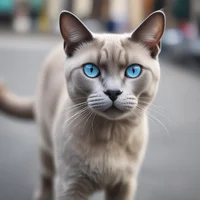 Burmese cat