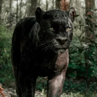 The Jungle Book