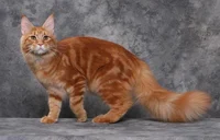 Warrior Cats