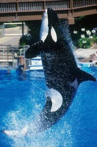 Splash the orca