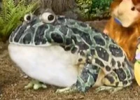 Grandfather bullfrog