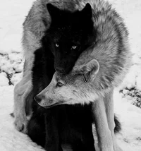 Wolf Mates