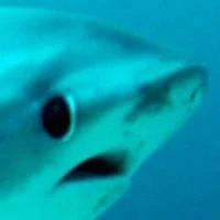 @ClicheSc0rpi0 - Character AI chatbot creator profile picture