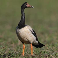 Magpie Goose