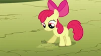 Apple Bloom