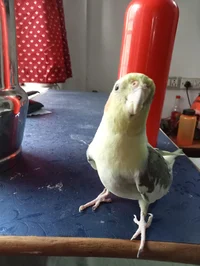 Birb
