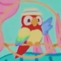 Polo the Parrot