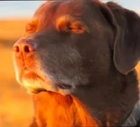 Cooked dog