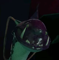 Fishface