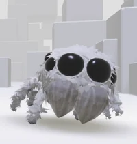 Cute Jumping Spider