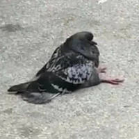 Pigeon_2