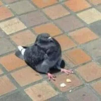 Pigeon