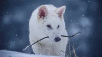 -Dire Wolf-
