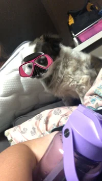 Greys and station 19