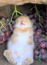 Bunny