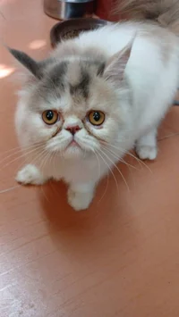 Oliver bin olive oil