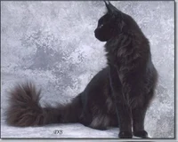 Maine Coon