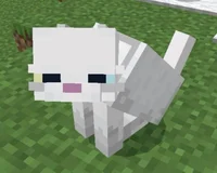 Boa