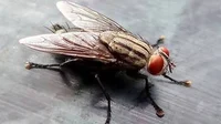 a housefly