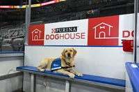 Dog tf penalty box