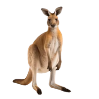 kangaroo
