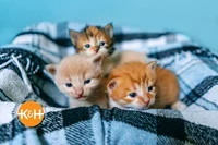 Baby kitties