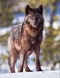 Northwestern Wolf