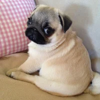 Perrito pug