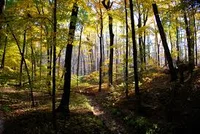 Wilderness survival